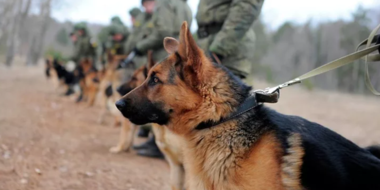 Лучший друг человека!