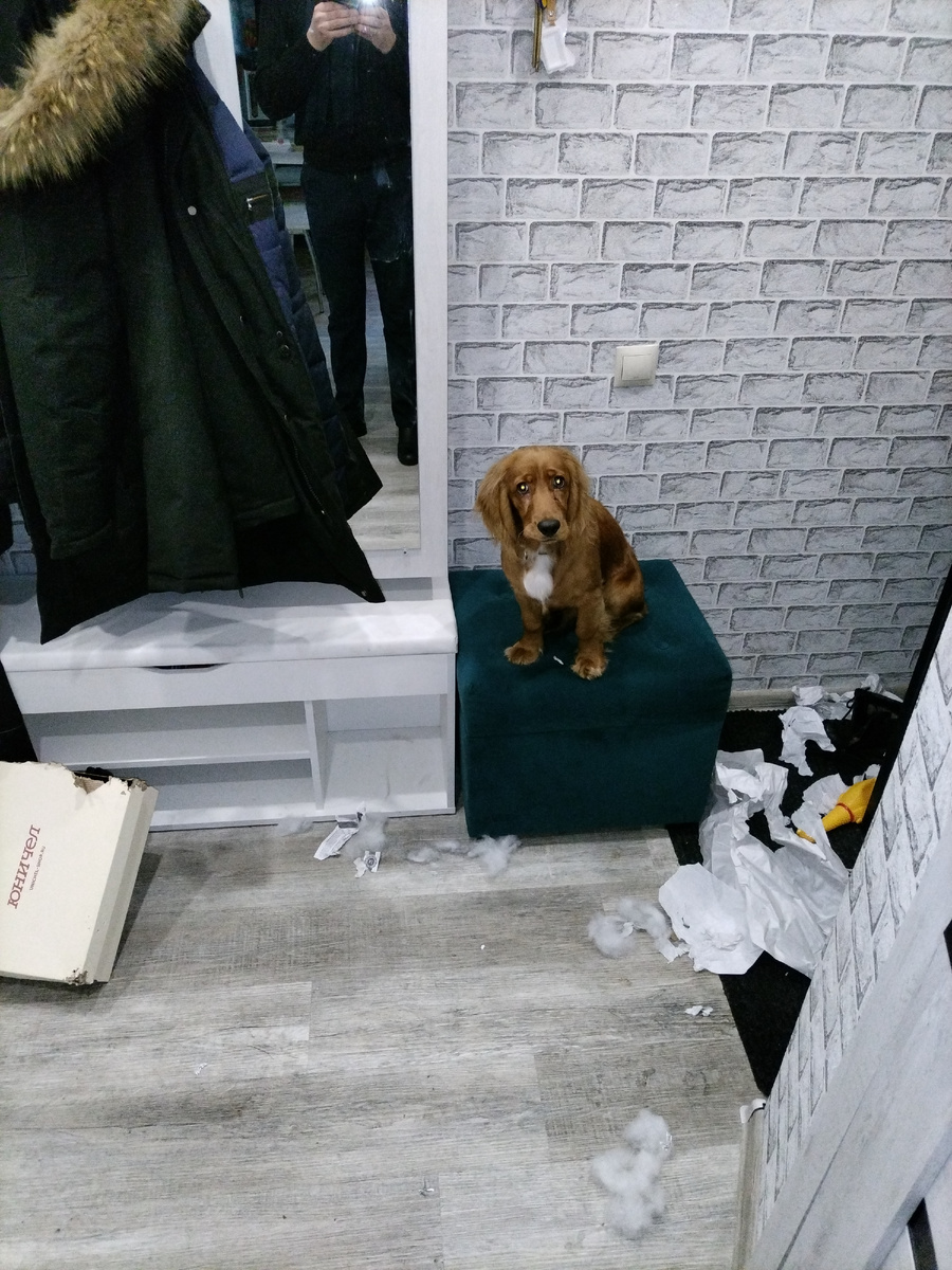 Пёс автора на месте преступления...