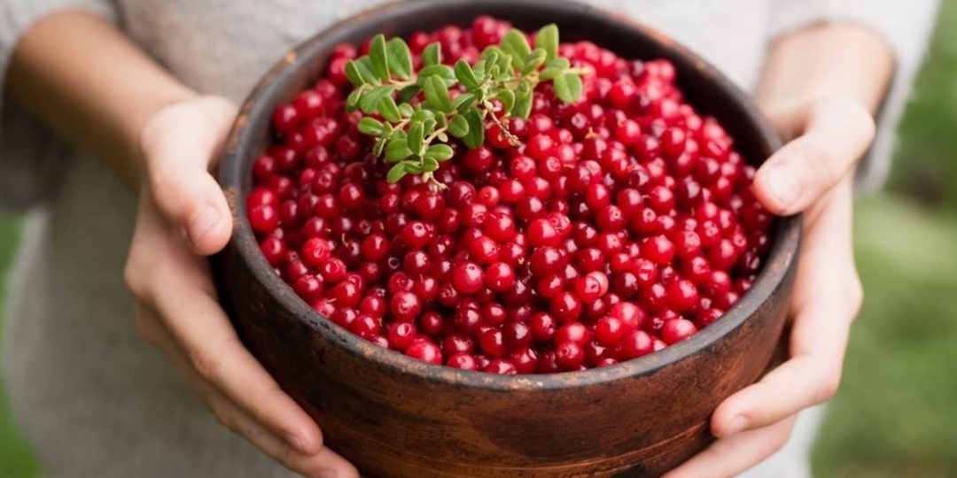 Чем полезна брусника?