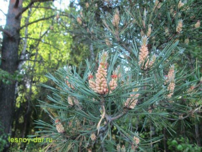 "Цветёт" сосна обыкновенная (фото с блога "Лесная кладовая")