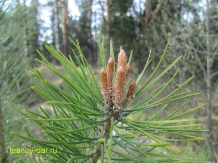 Молодые сосновые побеги тронулись в рост (фото с блога "Лесная кладовая")