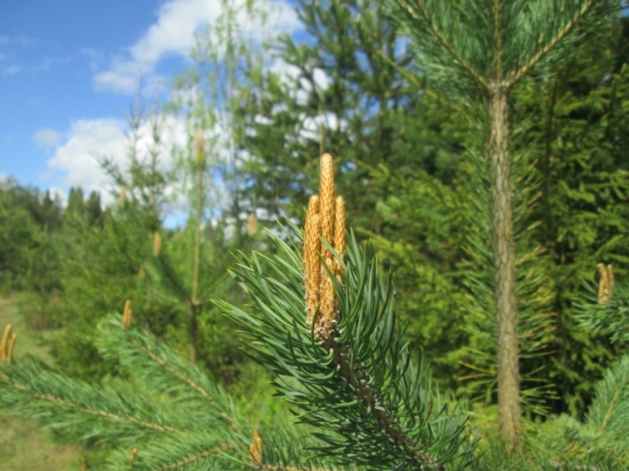 Молодые побеги сосны в середине мая (фото из архива автора)