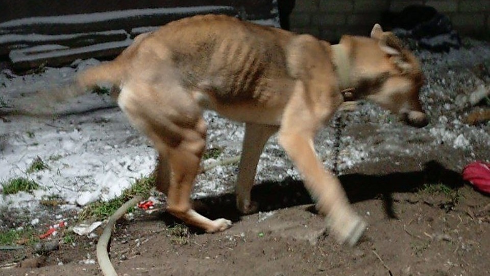 Ариэль: Из "ада" к надежде! 💔🙏