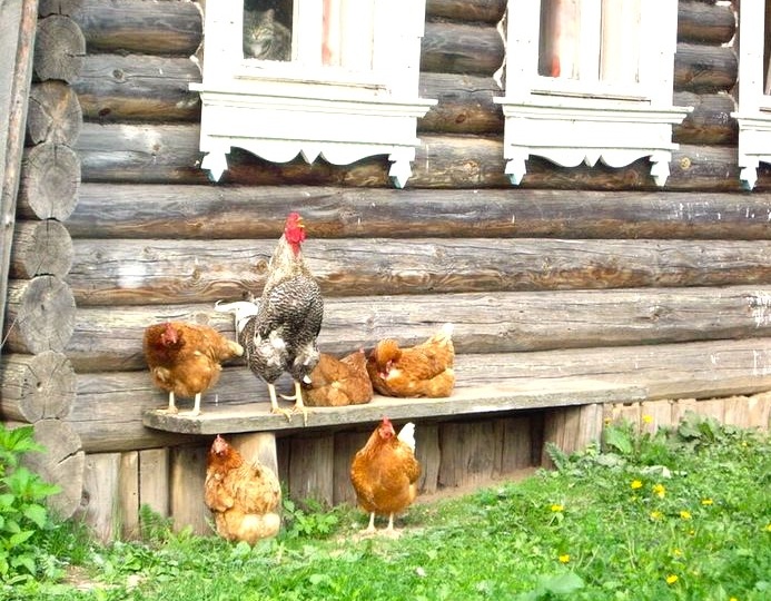 Огрехи воспитания