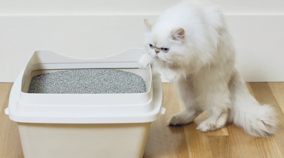 Кошка стареет. Нужен ли ей специальный  новый лоток