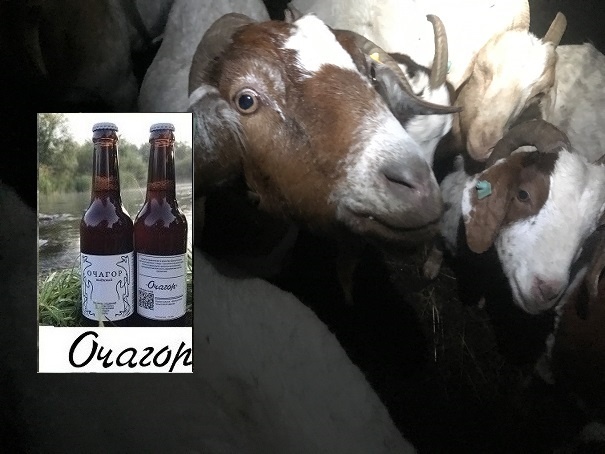 Что делать если молодого Коза-нову не любят козы?