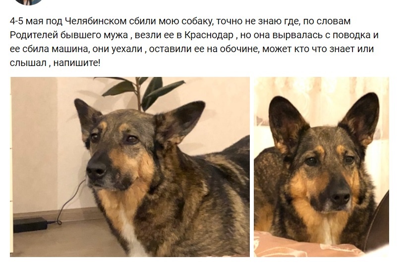 Жительница Сургута полгода искала свою собаку, которую сбили на трассе – Боня нашлась, живая!