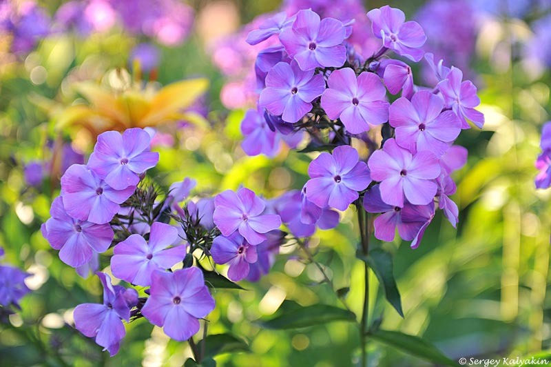 Флокс 'Игорь Тальков'