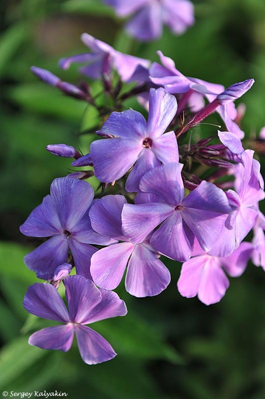 Флокс 'Игорь Тальков'