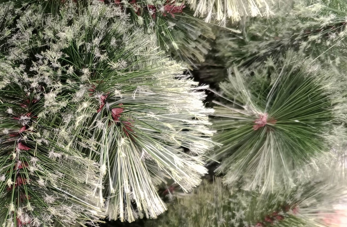 Сосна с украшенными иголками