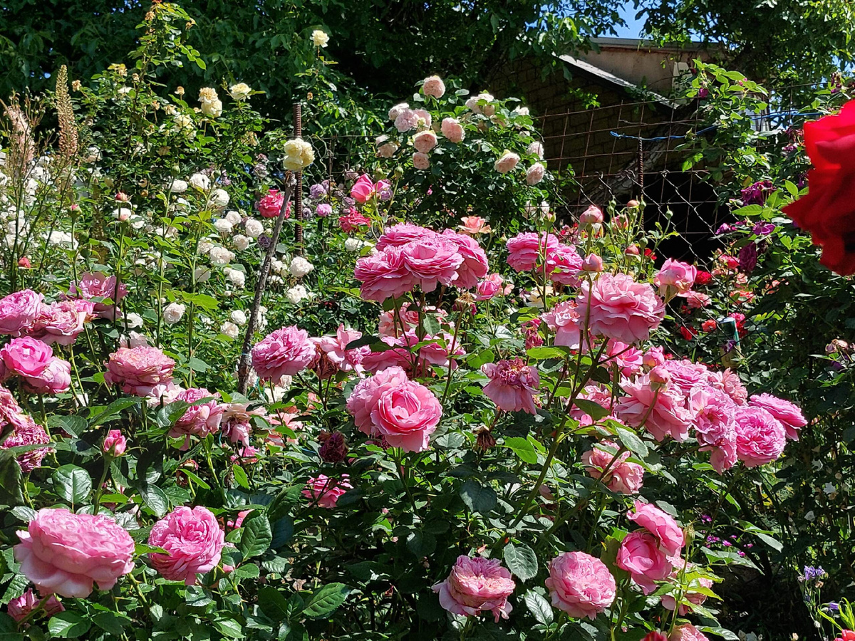 Принцесса Александра Кентская