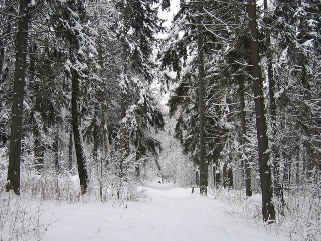    Фото: Москва 24/Александр Горностаев
