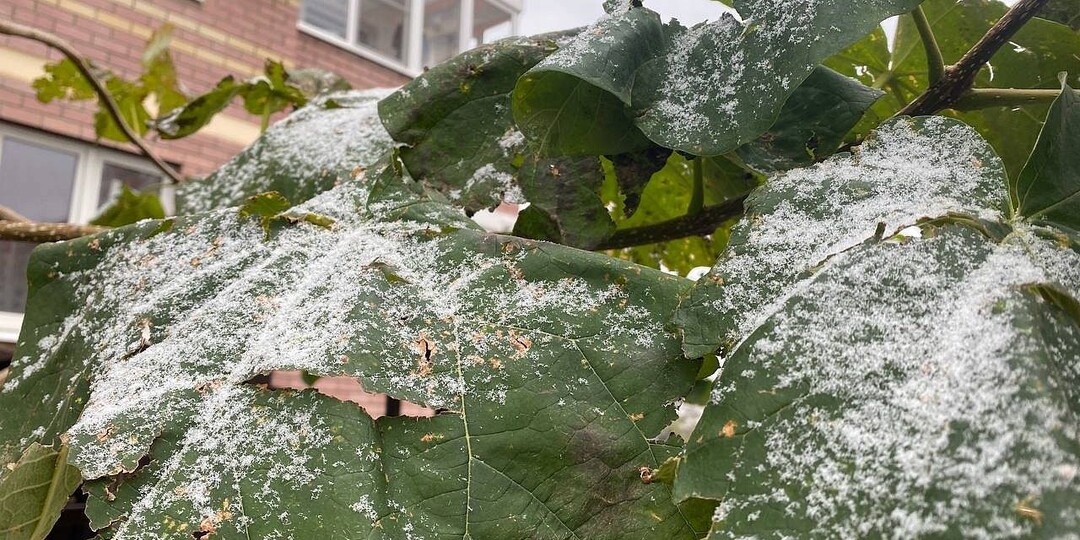 Дождь с мокрым снегом и до −4°С прогнозируют 15 декабря в Краснодаре