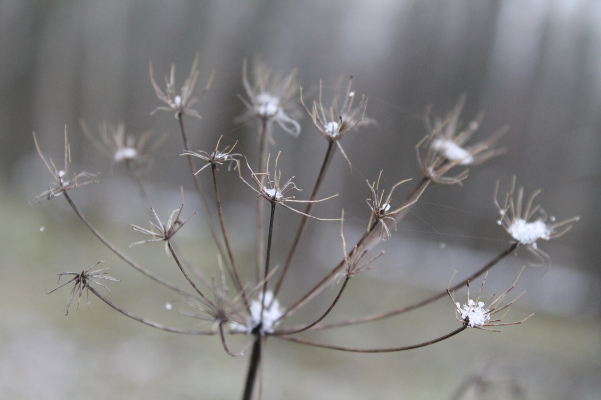 Фото сделанное мной.