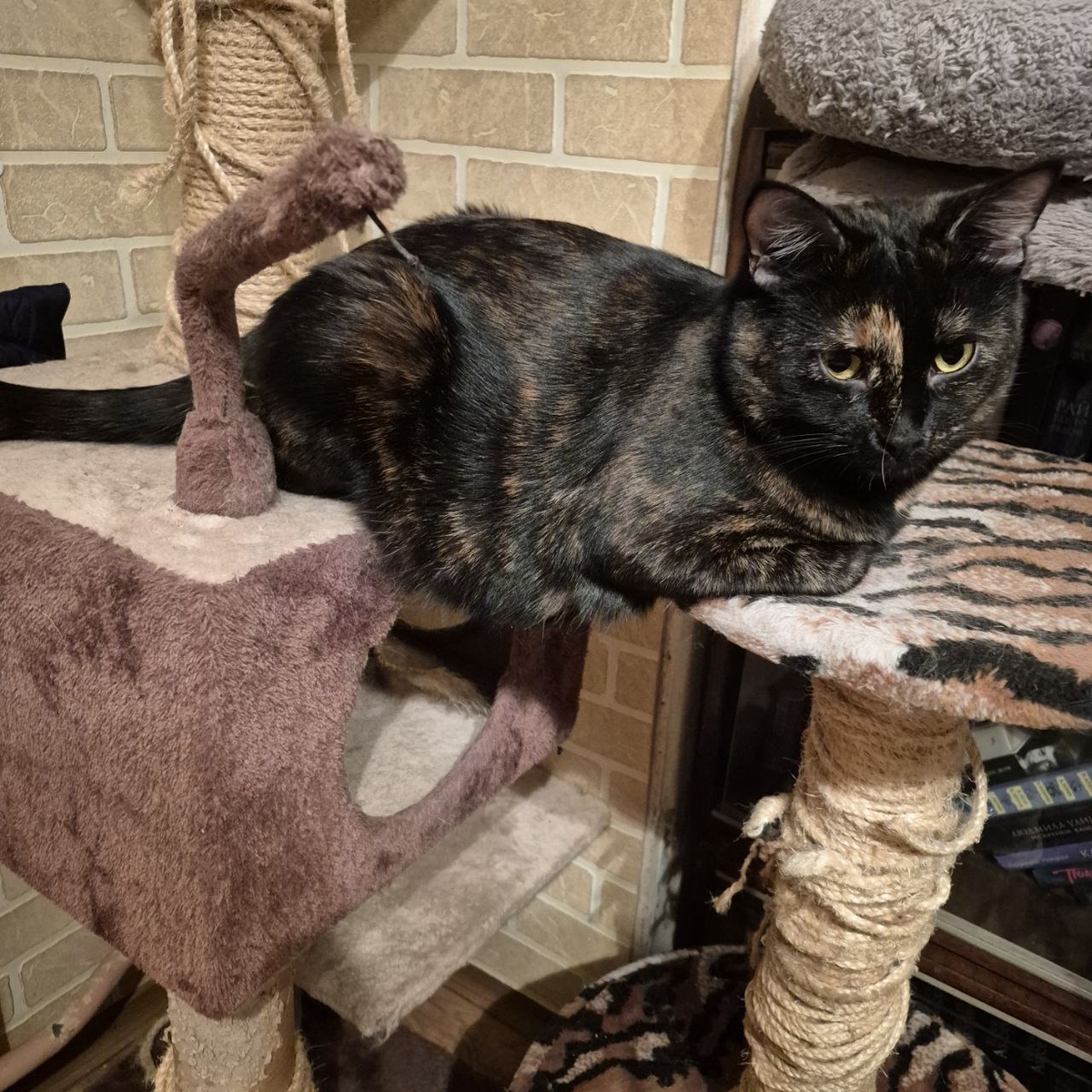 Кость пушистая. да