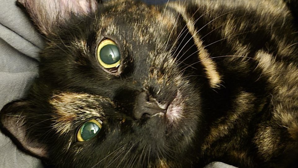 Будет верной и преданной своему хозяину или хозяйке как собака. Жаль, быть верной ей некому