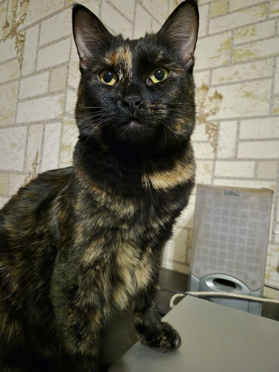 Шикарная черепаха. А дома будет ещё лучше