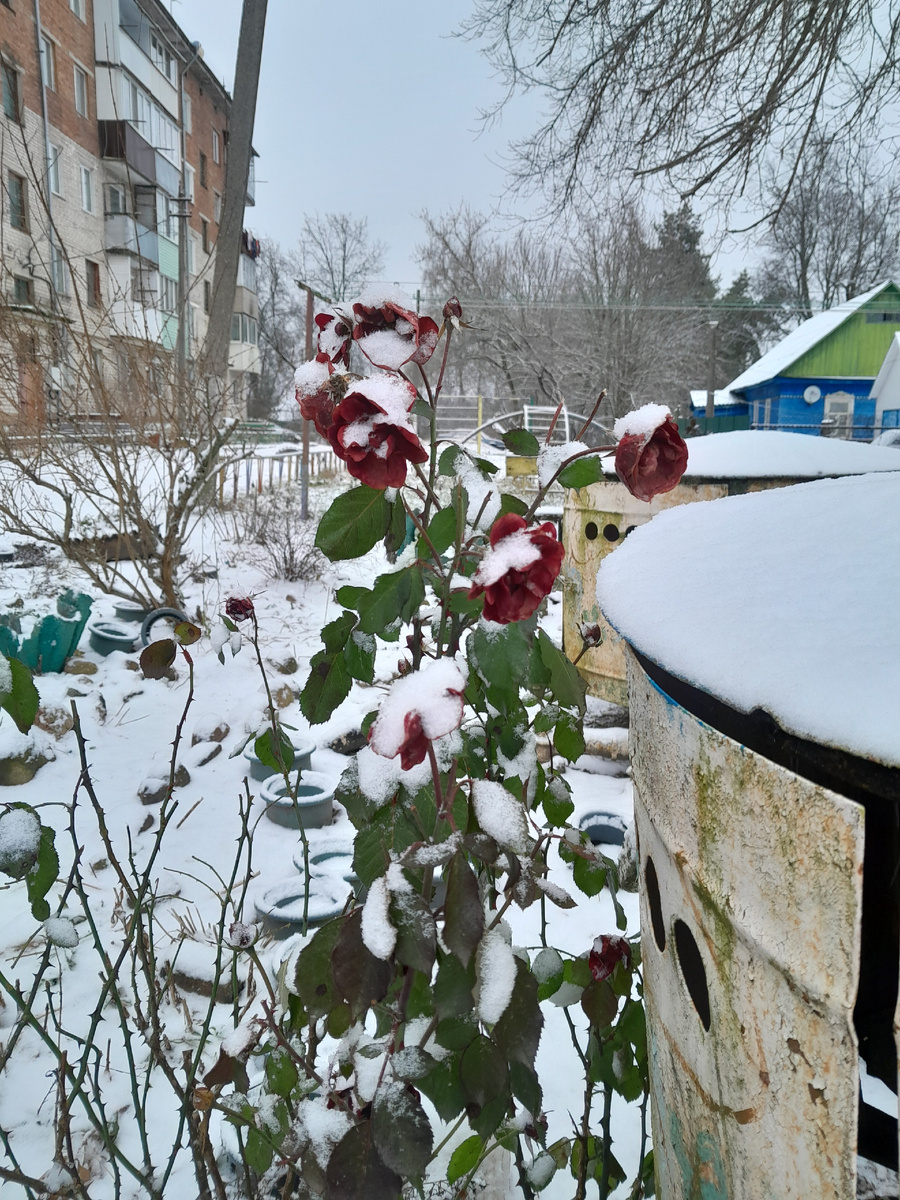 Моя флорибунда уходит во всей красе  каждый год❤️