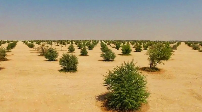 Лесопосадки в пустыне.https://bigasia.ru/katar-k-2030-godu-vysadit-10-millionov-derevev/