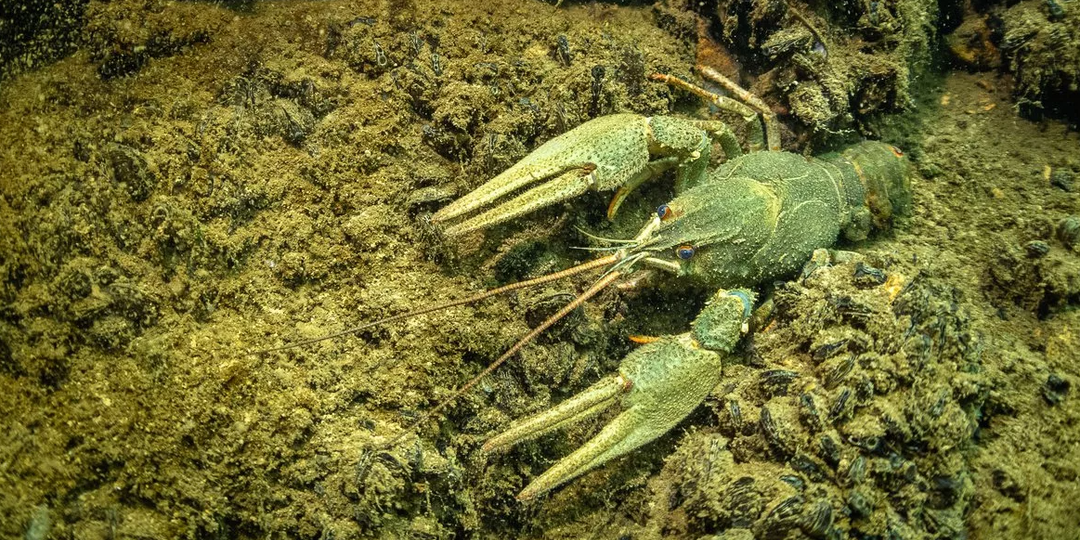 Поймал мелкого рака зимой? Крупный совсем рядом