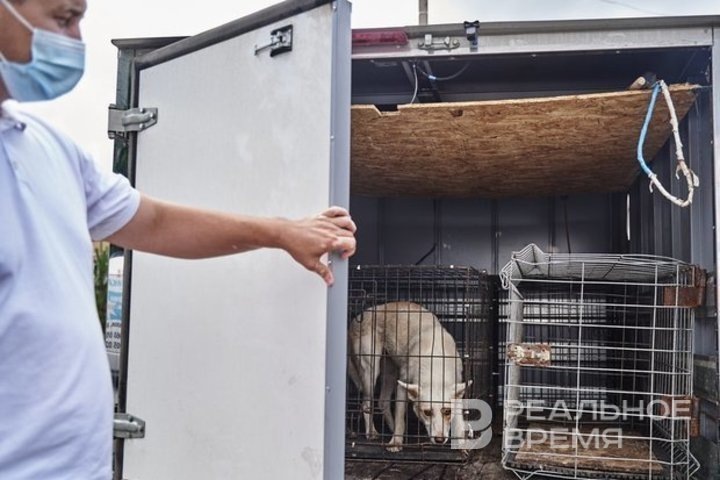    Работа по отлову безнадзорных животных по заявкам в Зеленодольском районе, осуществляется силами специализированных организаций, в том числе из соседних муниципалитетов республики. Василий Иванов / realnoevremya.ru