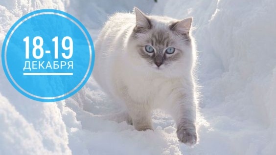 Нумерологический прогноз на 18-19 декабря