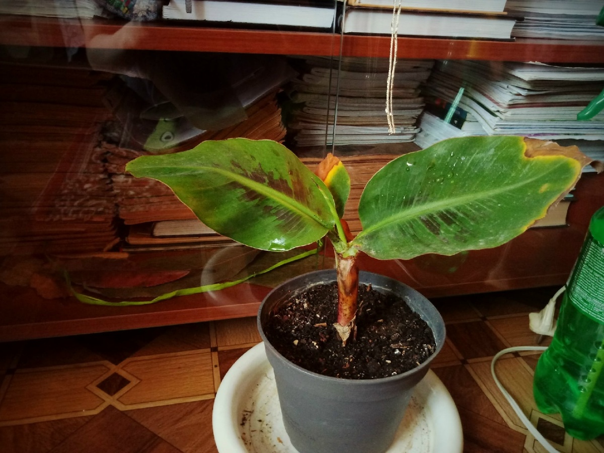 © Copyright: Ориби Каммпирр