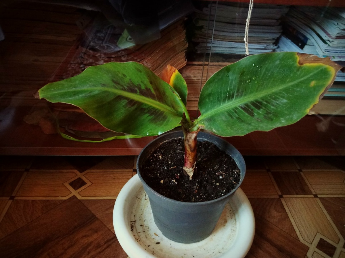 © Copyright: Ориби Каммпирр