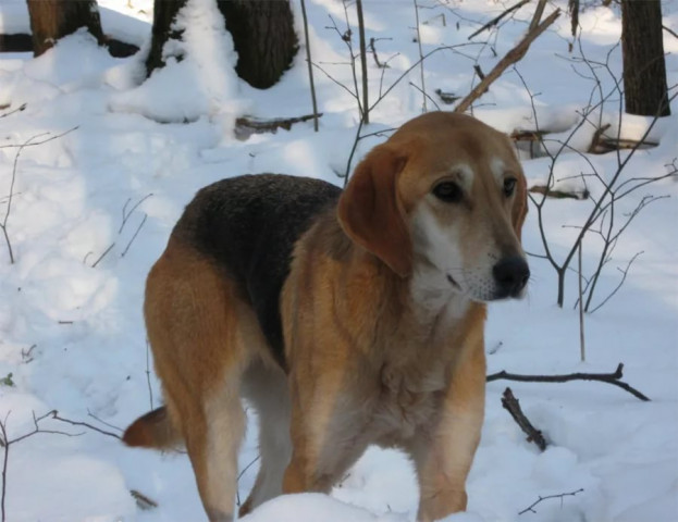 С Новым годом, Найда!