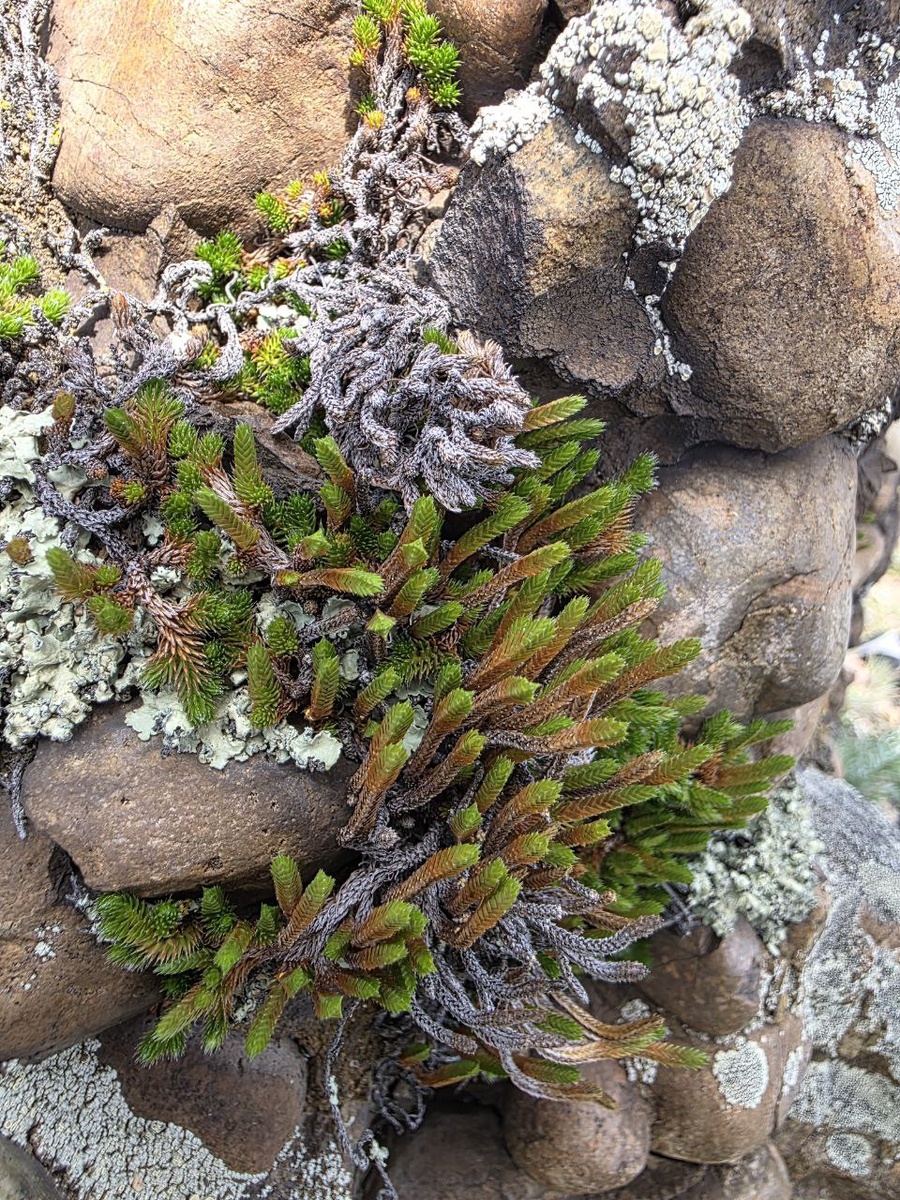 На ББТ нас удивило огромное количество суккулентов - они растут везде: на тропе, на камнях. Неокоторые булыжники - это просто настоящие шедевры природы, они сплошняком покрыты разного рода растениями. Мы даже взяли маленьки росток с собой и посадили дома на подоконнике, обложив камнями с Байкала, чтобы воспоминания остались с нами навседа
