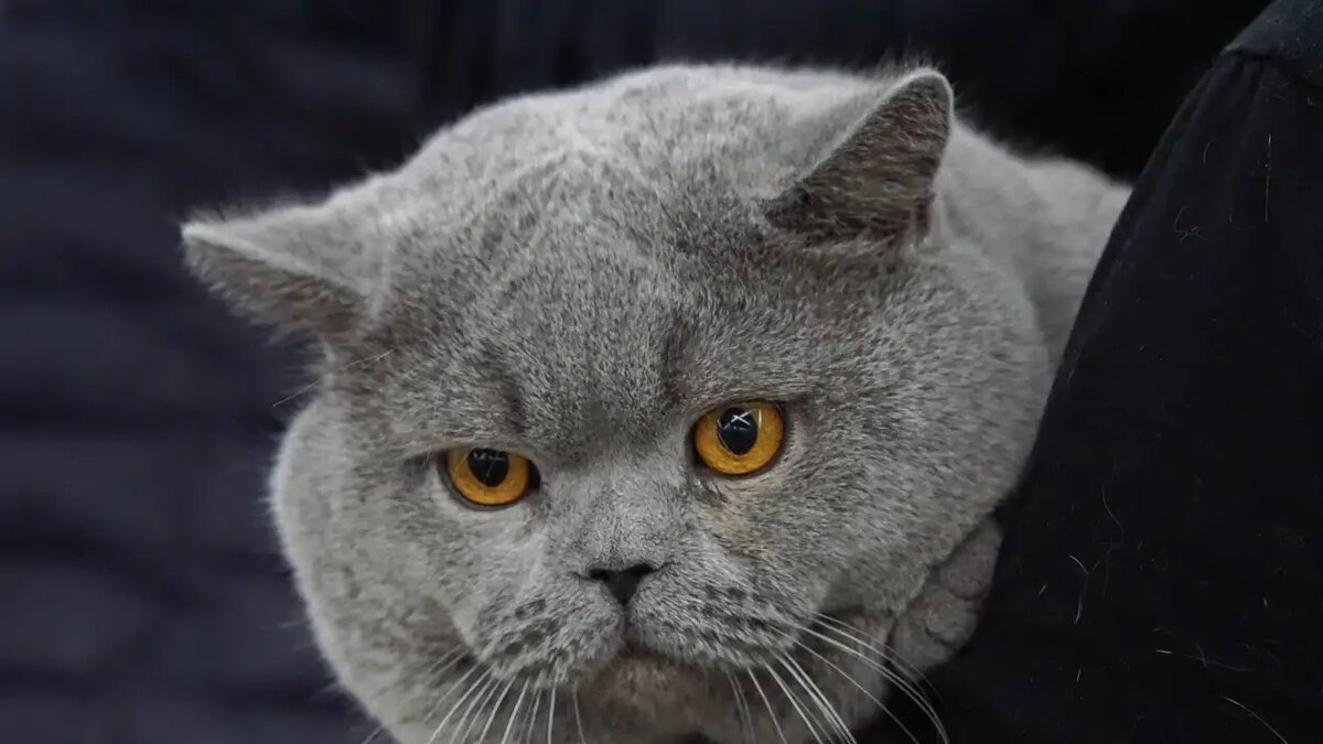    Выставка кошек «У Лукоморья». © Ольга Соколова / Ridus