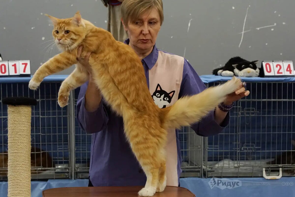    Выставка кошек «У Лукоморья», мейн-кун. © Ольга Соколова / Ridus