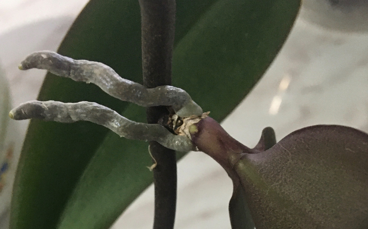 Среди них есть и редкие сорта