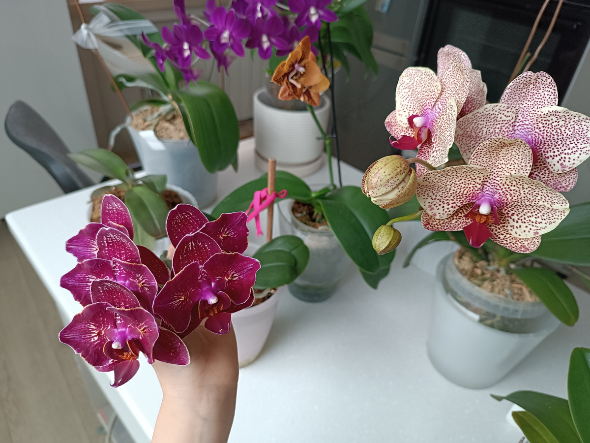 Орхидеи I-Hsin Cherry Bomb   и Cesam  цветение 2023.