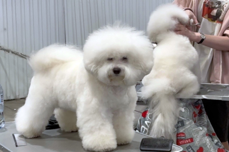    Бишон фризе, или французская болонка – декоративная порода миниатюрных собак-компаньонов, относящаяся к группе болонок. Фото и видео автора.