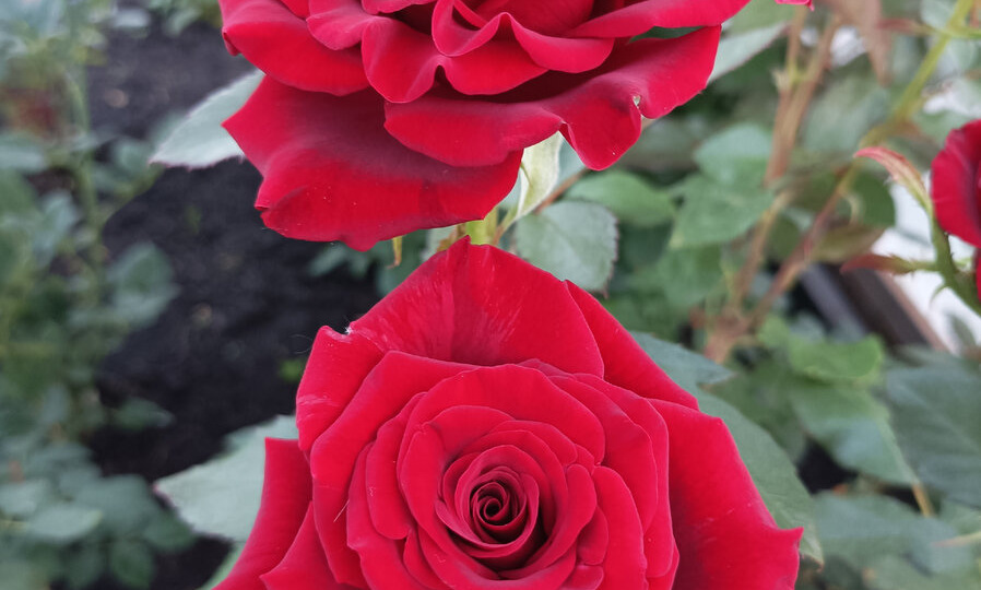 Красные розы в саду: символ любви и преданности