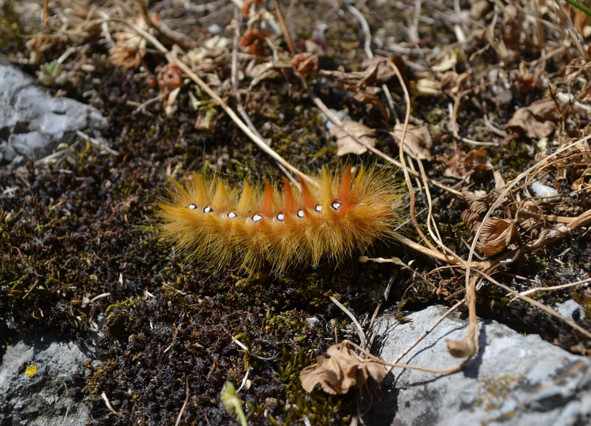 Источник фото: pixabay.com