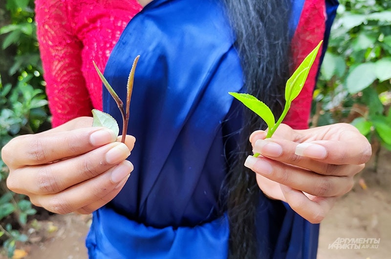    Цейлонский чай. Фото: АиФ/ Георгий Зотов