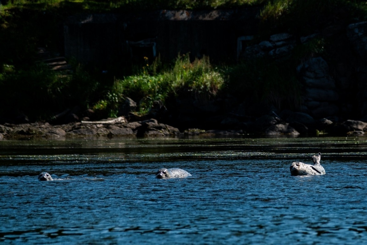 Прогулка по побережью Ванинского района
Фото: ИА AmurMedia