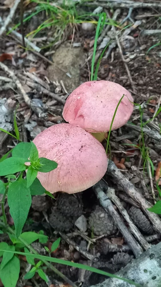 Фото Ирины Павленко. Маслоболет королевский,