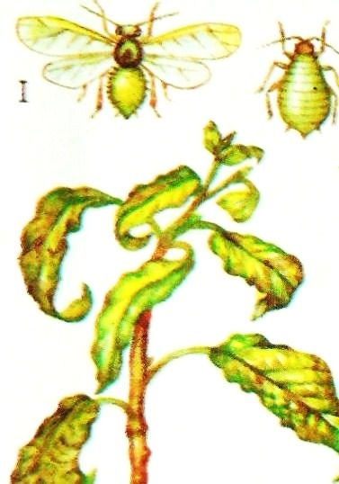 Зеленая яблонная тля