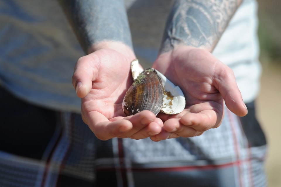    Особенный интерес представляют пресноводные моллюски, которым пришлось перестроить свой жизненный цикл Юлия ПЫХАЛОВА