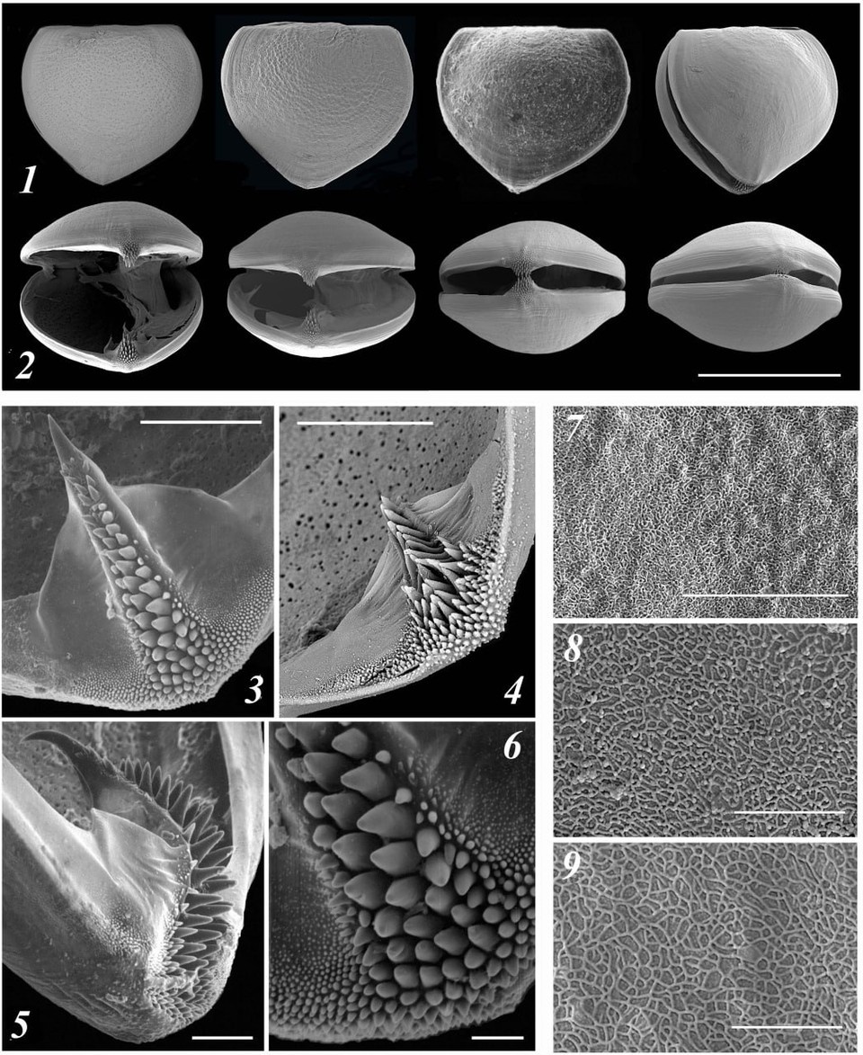    глохидии Pseudanodonta complanata из водоемов России и Германии Фото сделано на сканирующем электронном микроскопе Еленой Саенко и Виталием Казариным/ФНЦ Биоразнообразия ДВО РАН/@fsc_biosoil