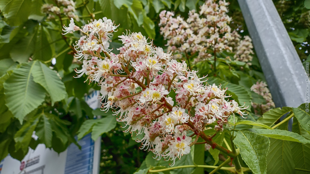 Конский каштан... © NickFW.ru — 18.05.2025г.