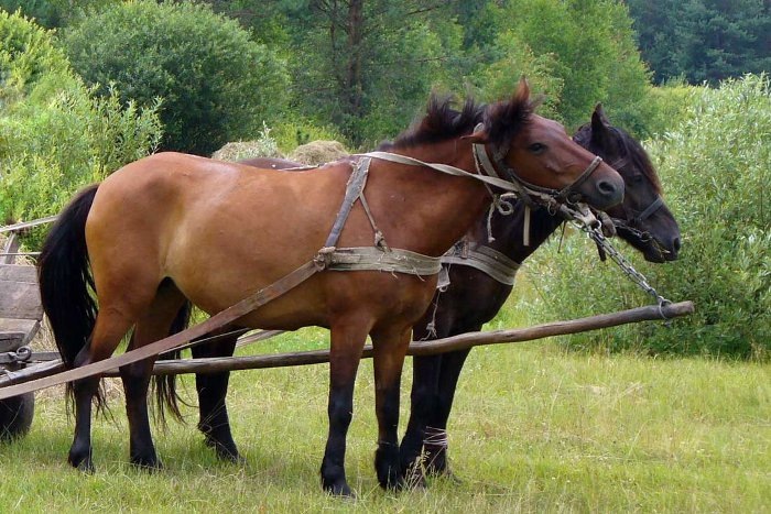 На картинке видно как одиночная  оглобля ( дышло)  укреплена к передней оси, предназначенной для управления повозкой при парной запряжке.