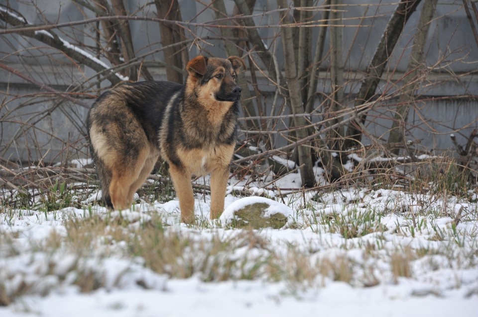    Нападение собаки на ребенка –не первое за год Людмила МАРЧУК