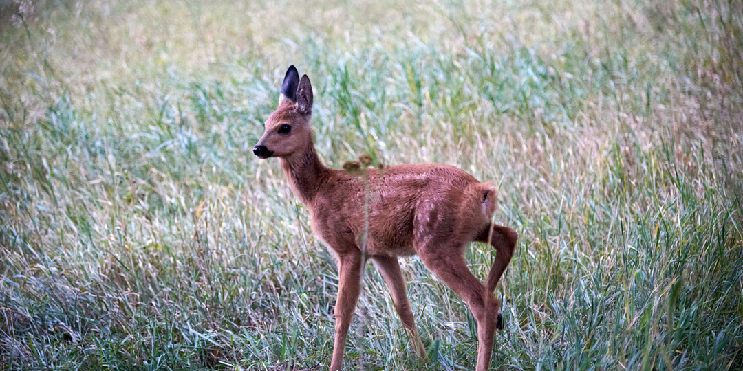 Суд в Новосибирской области вынес приговор браконьерам, в числе которых был бывший полицейский