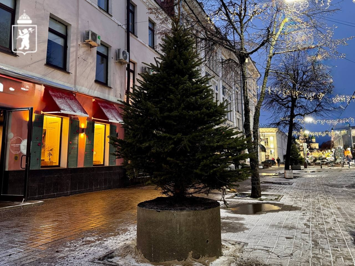 Елки по городу мчатся, счастье приносят людям... (с)