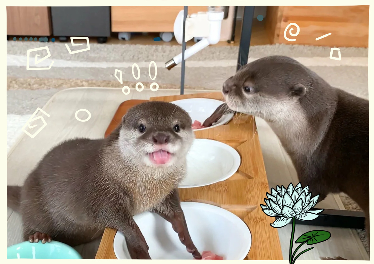 Содержание выдры в домашних условиях, с чем придётся столкнуться 7 неприятных фактов