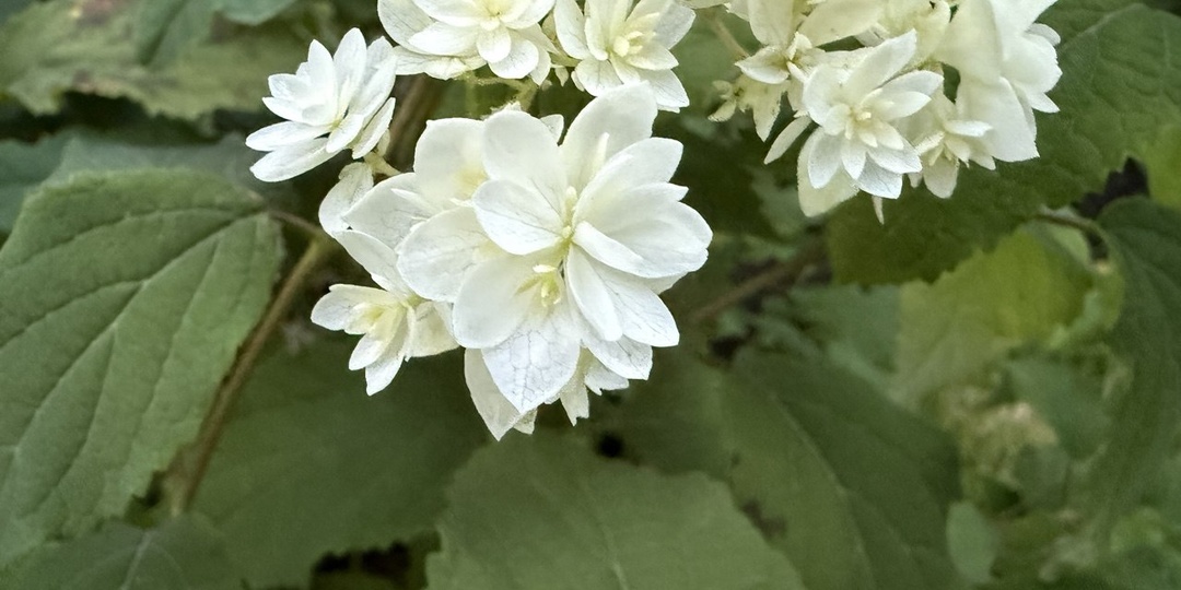 9 фактов о гортензиях: про которые не все знают